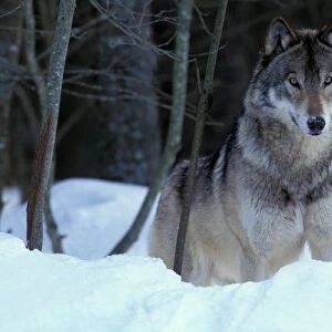 North America, Canada, Eastern Canada, Grey wolf (Canis lupus)