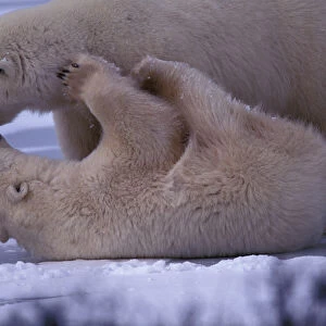North America, Canada, Manitoba, Churchill, Polar bear (Ursus maritimus)