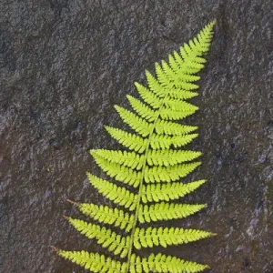 North America, Canada, Nova Scotia, Cape Breton, fern