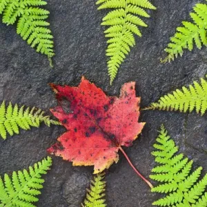 North America, Canada, Nova Scotia, Cape Breton, eight green ferns and maple leaf