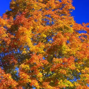 North America, Canada, Nova Scotia, Cape Breton, Cabot Trail, Tree in Fall colours