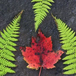 North America, Canada, Nova Scotia, Cape Breton, three green ferns and dead maple leaf