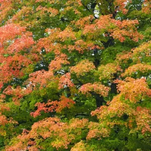 North America, Canada, Nova Scotia, Cape Breton, Cabot Trail, Fall colours in Margaree