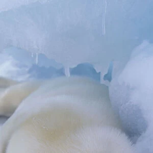 North America, Canada, Quebec, Iles de la Madeleine, harp seal (Phoca groenlandica)