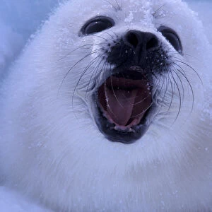 North America, Canada, Quebec, Iles de la Madeleine, Harp seal (Phoca groenlandica)