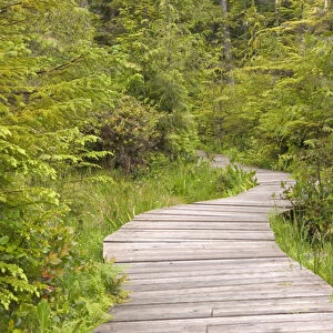North America, Canada, Queen Charlotte Islands, Spirit Lake Trail