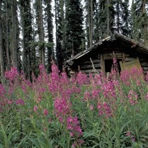 North America, Canada, Yukon. Abandoned trappers cabin amid fireweed near Ross River
