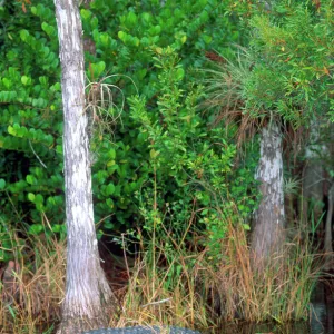 North America, Florida Alligator among cypress trees in Florida Everglades