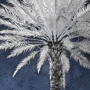 North America, Florida, Orlando, infrared stately palm tree against a blue sky and clouds