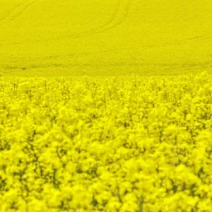 North America; Idaho; Grangeville; Canola Field in Full Fresh Bloom