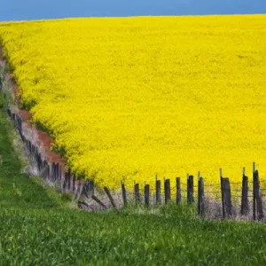 North America; Idaho; Grangeville; Canola Field in Full Fresh Bloom Along Fenceline