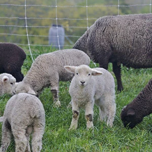 North America, United States, Massachusetts, Shelburne. A lamb looks at the photographer