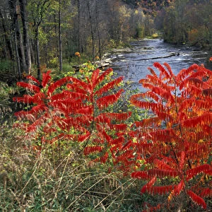 North America, United States, Vermont, Turnbridge. White River with colorful Sumacs
