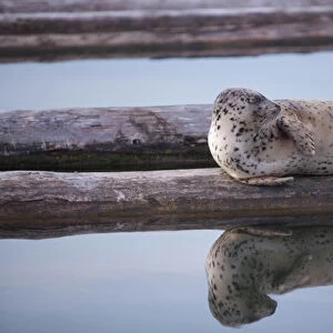 North America, United States, Washington, Everett, Harbor Seal (Phoca vitulina)