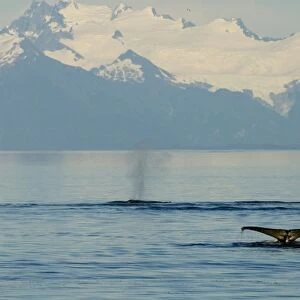 North America, USA, AK, Inside Passage. Humpback Whales flukes and blow with Coastal