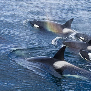 North America, USA, Alaska, Frederick Sound, Orca, Orcinus orca, pod