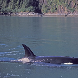 North America, USA, Alaska, Inside Passage. Orca Killer whale (Orcinus orca)