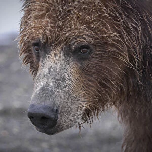 North America, USA, Alaska, Katmai National Park, Hallo Bay. Coastal Brown Bear, Grizzly