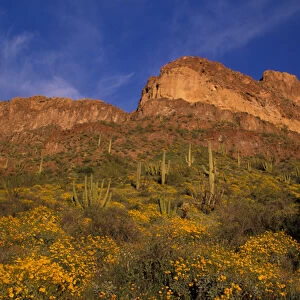 North America, USA, Arizona, Organ Pipe Cactus National Monument flowering Brittlebrush