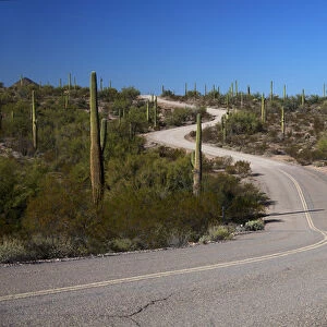 North America, USA, Arizona, Organ Pipe Cactus National Monument. Highway 85