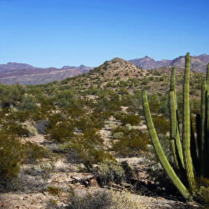 North America, USA, Arizona, Organ Pipe Cactus National Monument