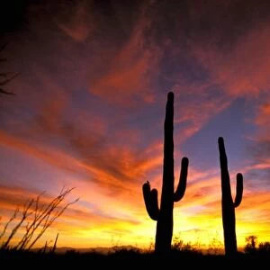 North America, USA, Arizona, Sonoran Desert. Saguaro cactus at sunset (Carnegia gigantea)