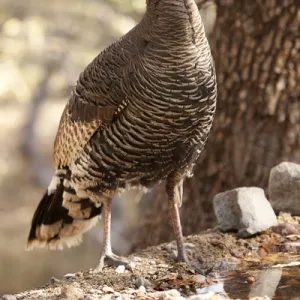 North America, USA, Arizona, Wild Turkey, Meleagris gallopavo, SW Subspecies