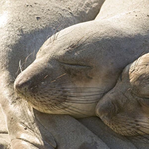 North America, USA, CA, Piedras Blancas. Juvenile elephant seals (Mirounga angustirostris)