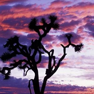 North America, USA, California. Joshua tree at sunset