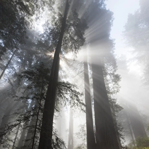 North America, USA, California. Sunlight streaming through the early morning mist