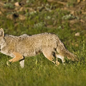 North America, USA, Colorado, Rocky Mountain National Park, Coyote (Canis latrans)