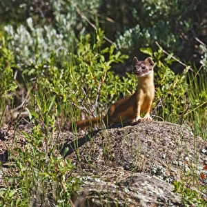 North America, USA, Colorado, Rocky Mountain National Park, Long-tailed Weasel (Mustela
