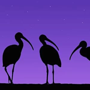 North America, USA, Florida, Mt. Dora, Digitally altered image of three ibis with