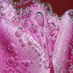 North America, USA, Florida, Orlando, a bubbly pink tulip underwater macro