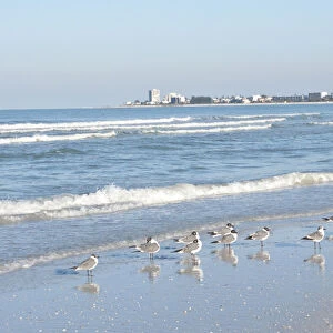 North America, USA, Florida, Sarasota, Crescent Beach, Siesta Key, Laughing Gulls