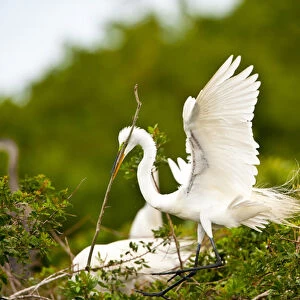 North America, USA, Florida, Venice, Audubon Sanctuary, Common Egret with Nesting