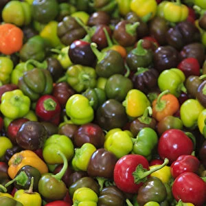 North America, USA, Georgia; Savannah; Organic peppers at a farmers market