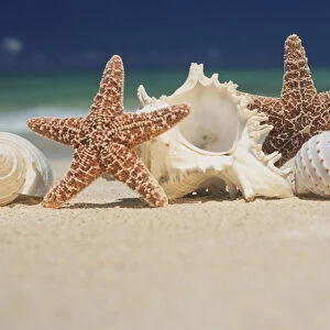 North America, USA, Hawaii. Sea shells