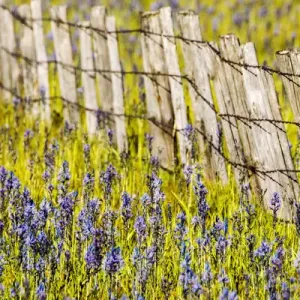 North America; USA; Idaho; Fairfield; Camas Prairie; Creek and fenceline in the Camas