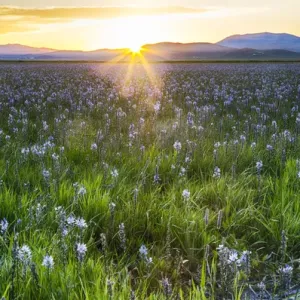 North America; USA; Idaho; Fairfield; Camas Prairie; Sunset in the Camas Prairie