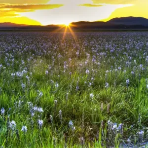 North America; USA; Idaho; Fairfield; Camas Prairie; Sunset in the Camas Prairie