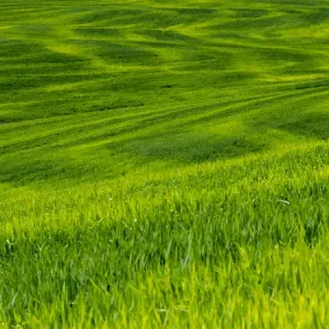 North America; USA; Idaho; Palouse Country; Rolling Green Hills of Spring Wheat