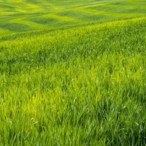 North America; USA; Idaho; Palouse Country; Rolling Green Hills of Spring Wheat