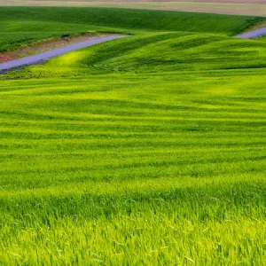 North America; USA; Idaho; Palouse Country; Rolling Green Hills of Spring Wheat With