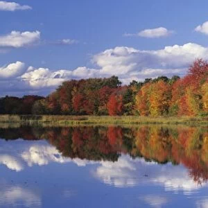 North America, USA, Massachusetts, Acton. Reflection of autumn foliage and clouds in pond