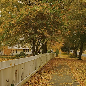 North America, USA, Massachusetts, Deerfield. A leaf-strewn sidewalk and white picket