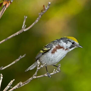 North America, USA, Minnesota, Mendota Heights, Chestnut-sided Warbler perched on a branch