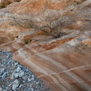 North America, USA, Nevada. Tree growing from crack in the rock bed in a wash, Valley North America, USA, Nevada. Tree growing from crack in the rock bed in a wash, Valley