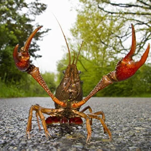 North America, USA, New Jersey, Great Swamp NWR. Rusty Crayfish travelling in the rain