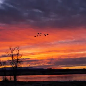 North America; Usa; New Mexico; Sunrise at Bosque del Apache National Wildlife Refuge